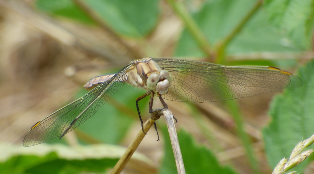 Sympetrum fonscolombii e Orthetrum brunneum, femmine